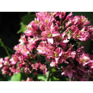 Флокс Phlox Natural Feelings